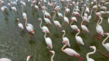 Flamingolar Eber Gölü'nde. Bölgeyi pembe beyaza bürüdü