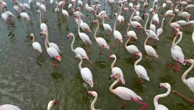 Flamingolar Eber Gölü'nde. Bölgeyi pembe beyaza bürüdü
