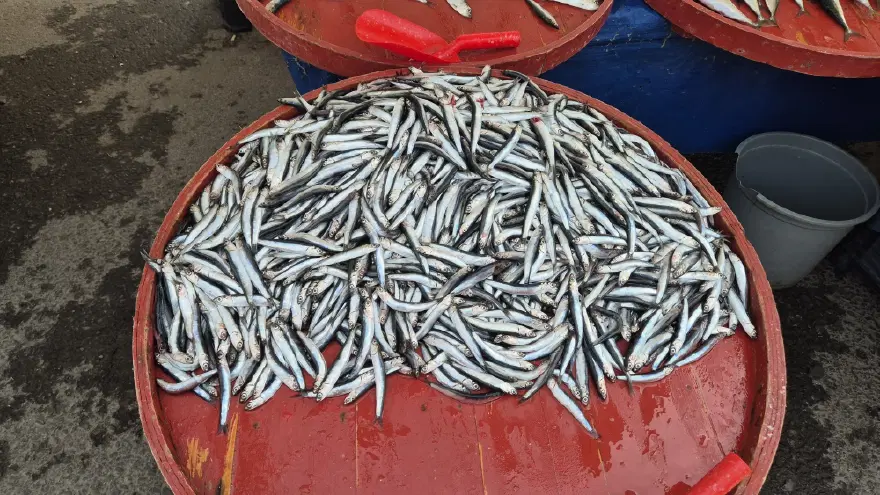 KİLOSU 100 LİRADAN SATIŞA SUNULDU 1 KİLOSU 100 LİRADAN SATIŞA SUNULDU 1
