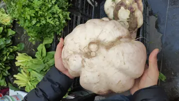 Pazarda herkes onu konuşuyor. Terazi tartmakta zorlandı, tam 4 kilo geliyor