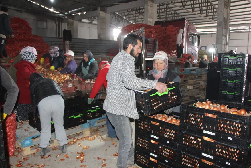 Pazarın en ucuz ürünü oldu. Kilosu 15 TL'ye satılıyor 3