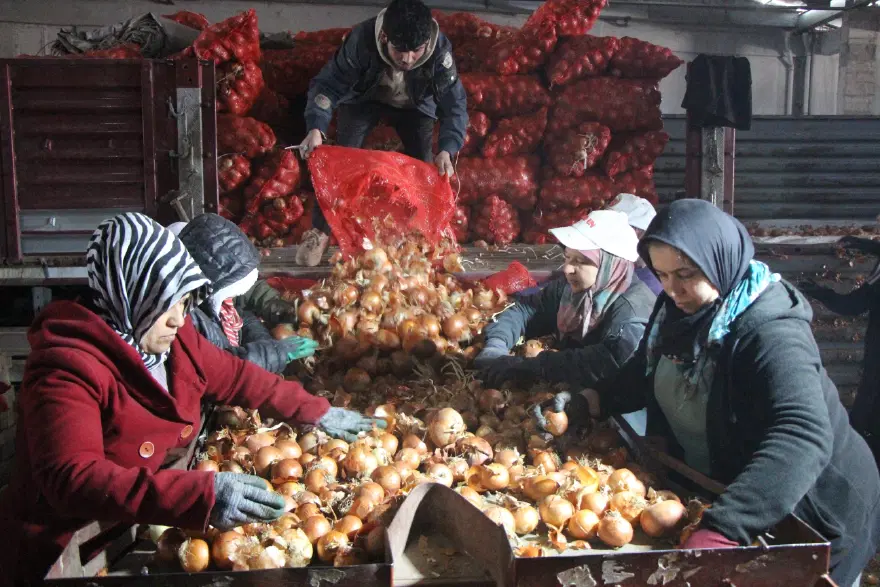 Pazarın en ucuz ürünü oldu. Kilosu 15 TL'ye satılıyor 