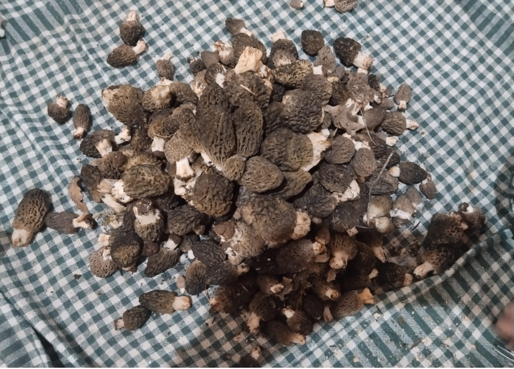 Bahar geldi, hasat başladı. Kilosu 1000 TL