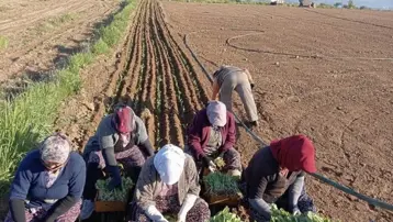 Çiftçilerin tütün mesaisi