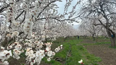 Doğa canlandı, bereketli sezon umudu. Bu yıl yağışlar bol oldu