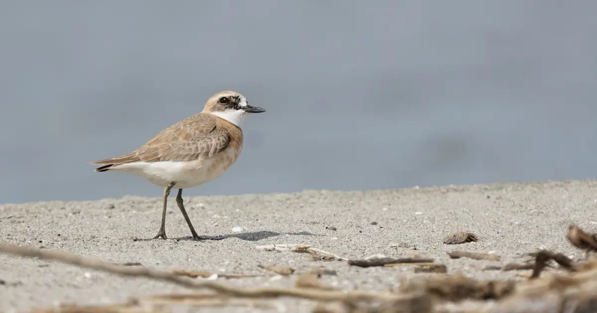 İstanbul’da geçen sene bir kere görüldü, şimdi Çanakkale’de