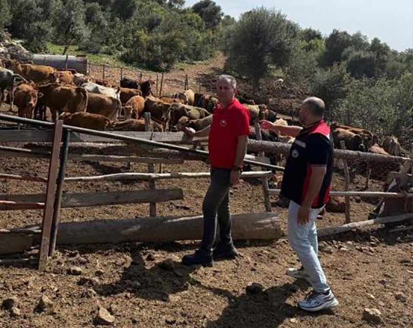 "Güney Sarısı" bereketi. Çalışmalar hız kazandı