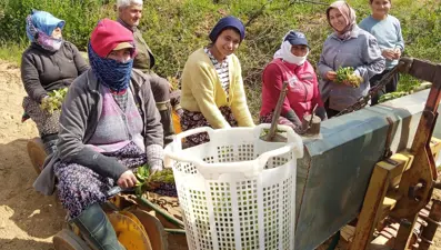 Toprak istenen kıvama geldi, sezon başladı. Günlük yevmiyeleri bin 400 TL
