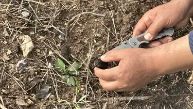 Yanan ormanda bolluk. Kilosu 7 bin liradan alıcı buluyor