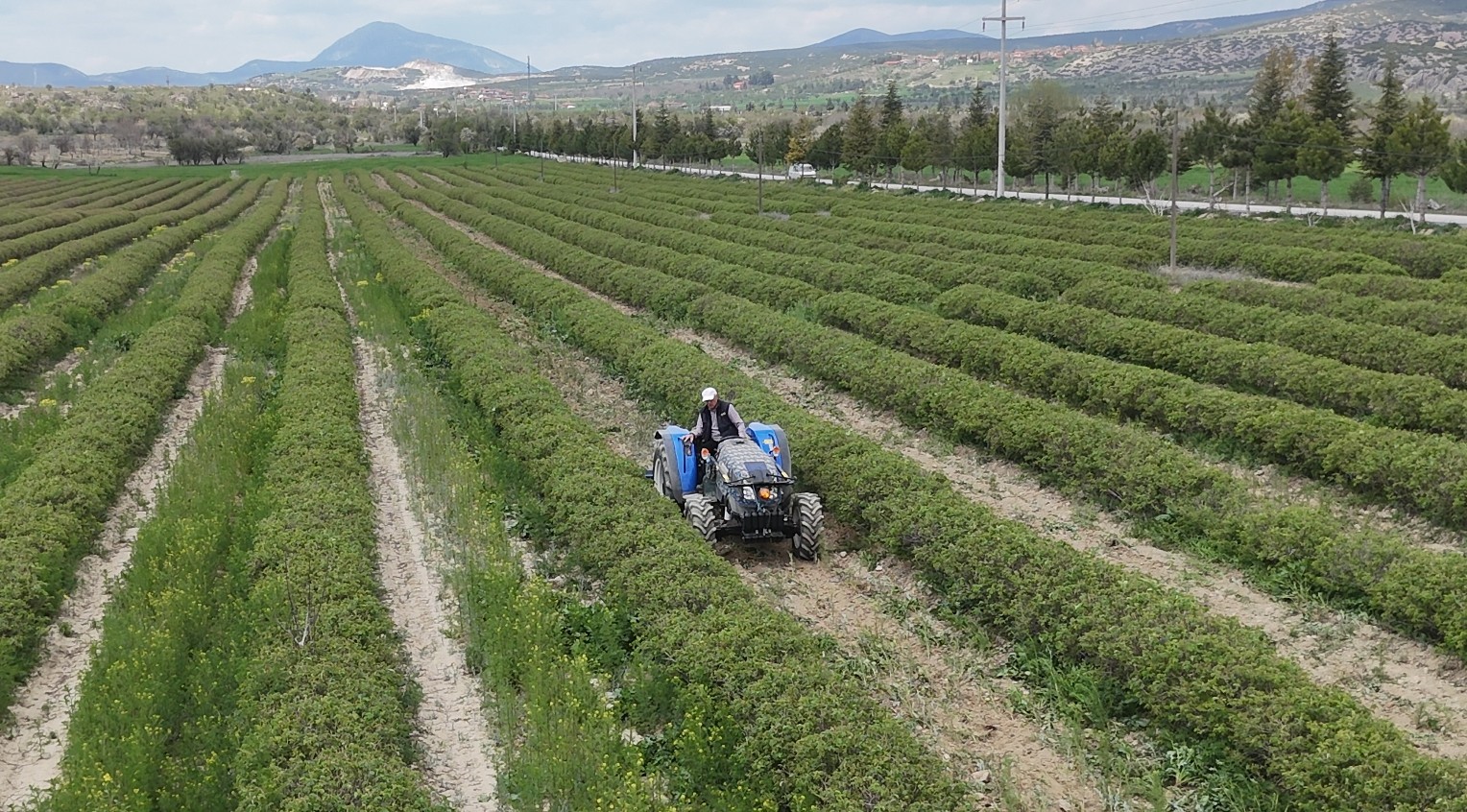Bir dönümden 300 kilo çıkıyor, aynı gün toplanması şart. Şampuan yapımında kullanılıyor