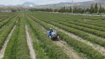 Bir dönümden 300 kilo çıkıyor, aynı gün toplanması şart. Şampuan yapımında kullanılıyor