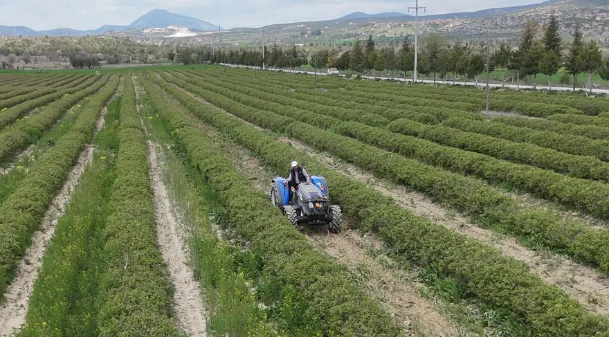 Bir dönümden 300 kilo çıkıyor, aynı gün toplanması şart. Şampuan yapımında kullanılıyor 2