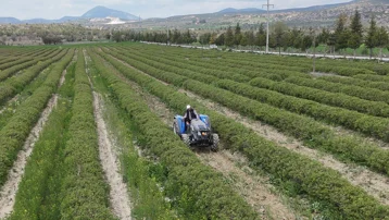 Bir dönümden 300 kilo çıkıyor, aynı gün toplanması şart. Şampuan yapımında kullanılıyor