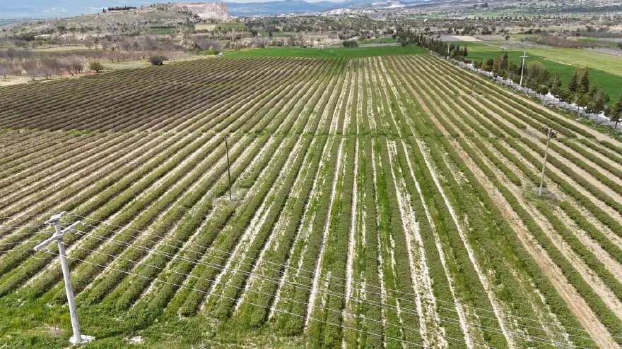 Bir dönümden 300 kilo çıkıyor, aynı gün toplanması şart. Şampuan yapımında kullanılıyor 