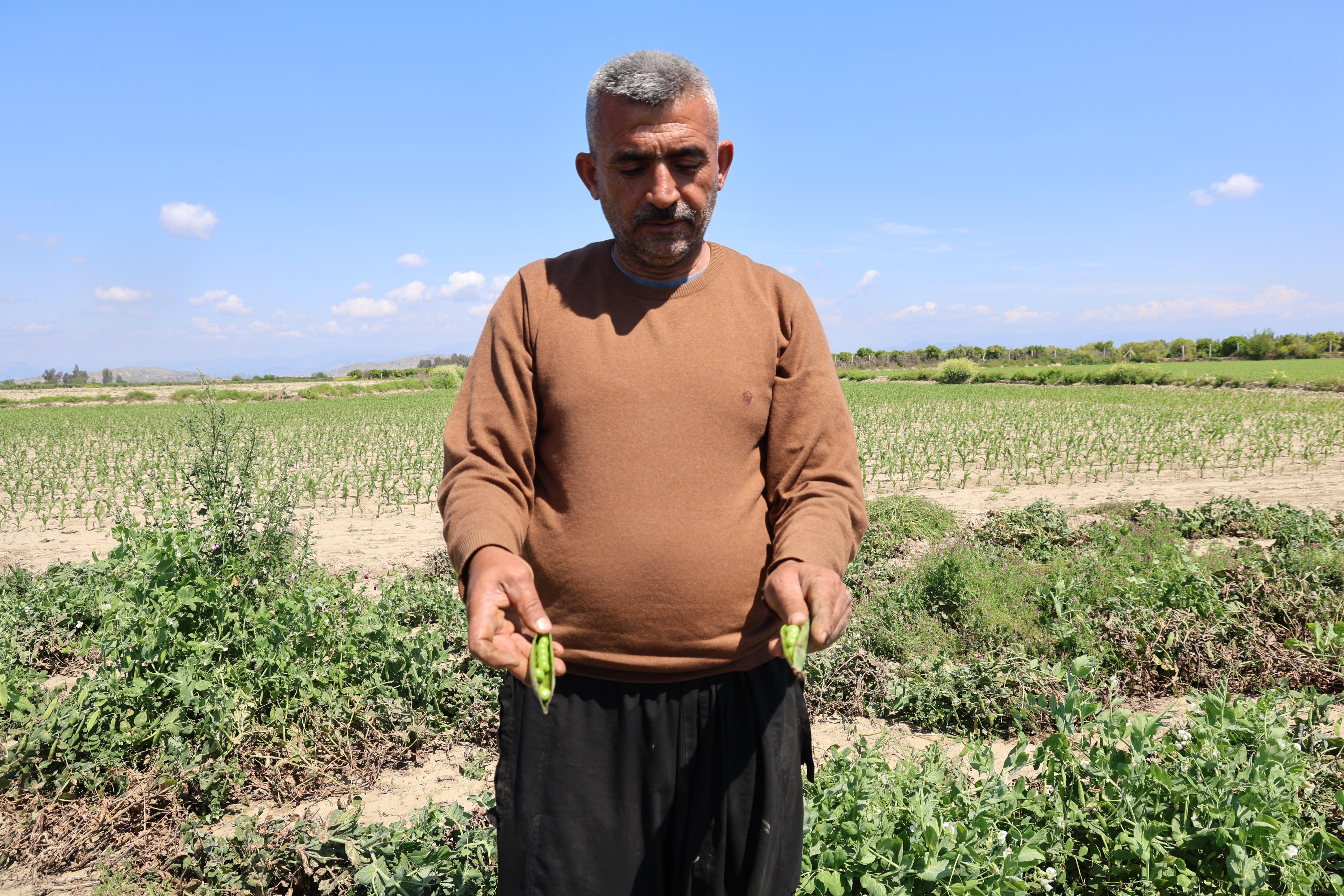 'Mardin canavarı' olarak biliniyor. Tarlada 60, pazarda 100 TL'ye satılıyor