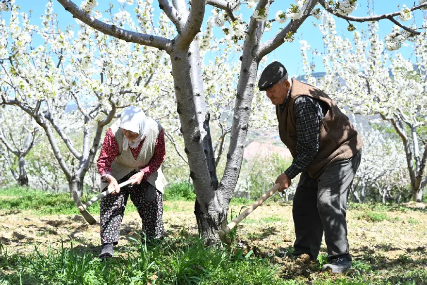 800 bini çiçek açtı. 18 bin dekar alanda üretim 