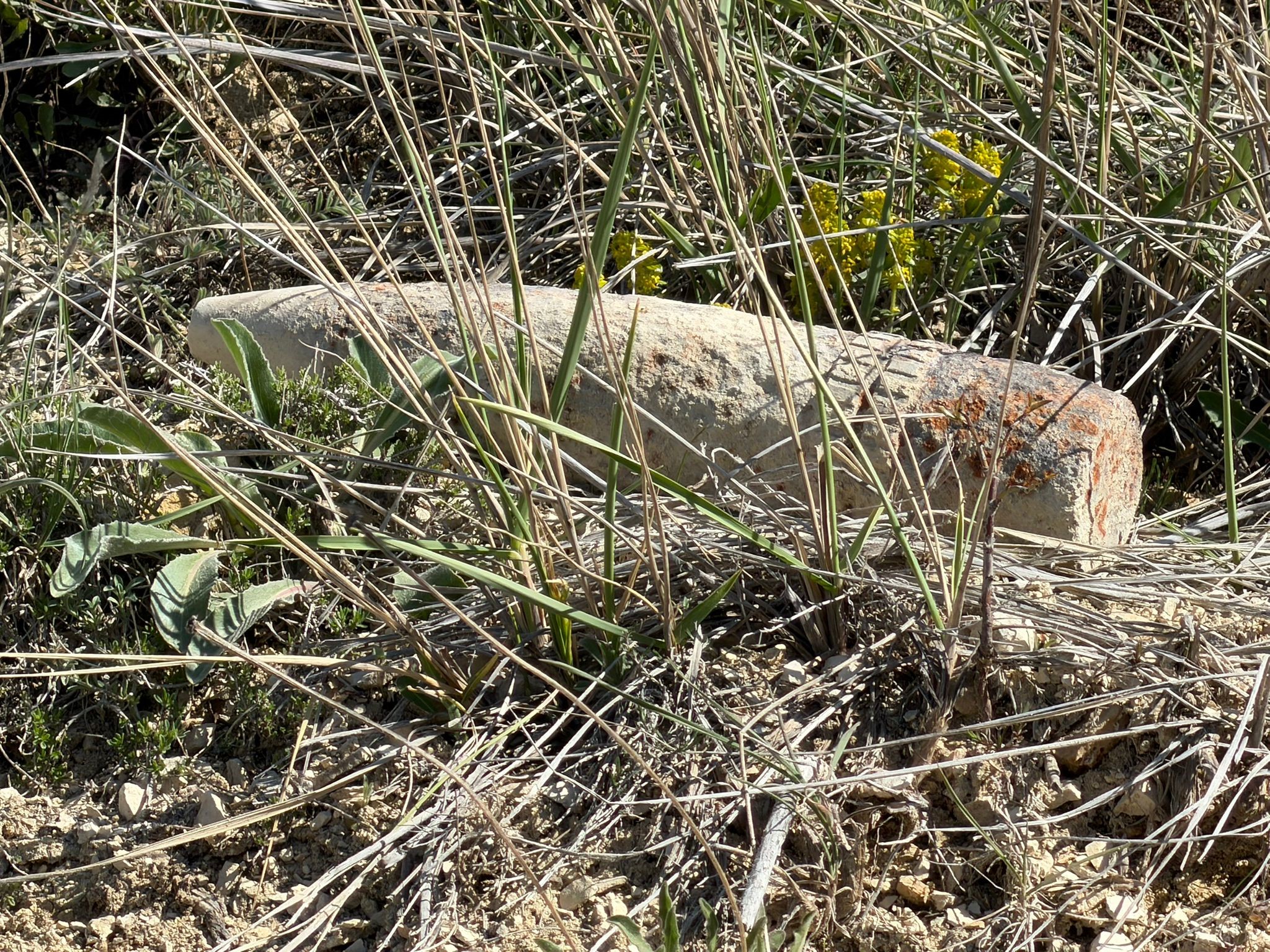 Mantar toplarken buldular. Ankara’da patlamamış top mermisi bulundu | NTV Haber