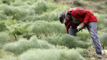 3000 metre yükseklikte yetişiyor binbir derde deva. Tezgaha indi kilosu 300 TL