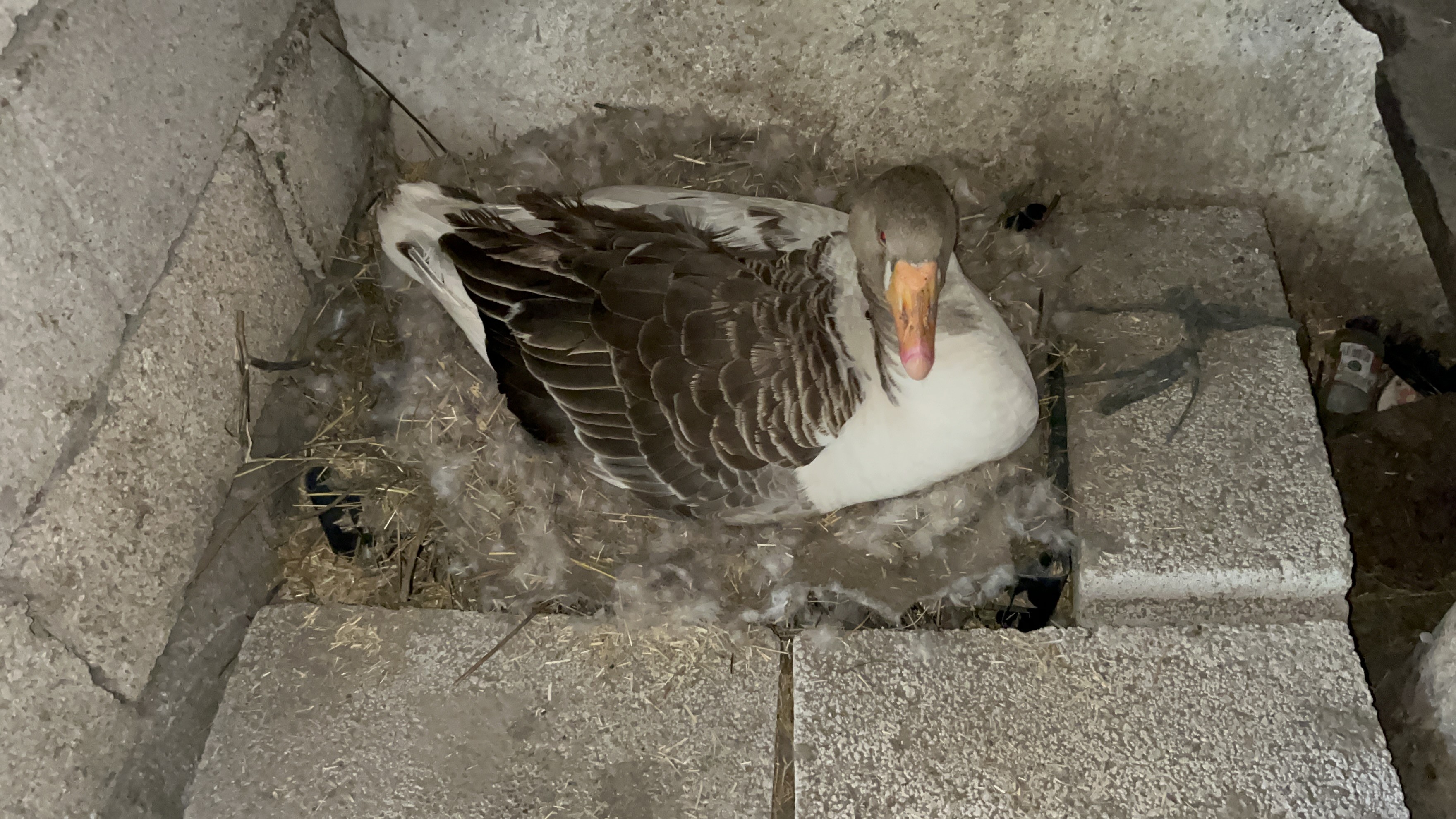 Kars'ta "beyaz bereket" başladı. Her gün bebek gibi bakılıyorlar