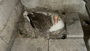 Kars'ta "beyaz bereket" başladı. Her gün bebek gibi bakılıyorlar