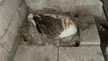 Kars'ta "beyaz bereket" başladı. Her gün bebek gibi bakılıyorlar