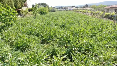 Karaciğer dostu olarak biliniyor. Tarlada 30, pazarda 50 lira