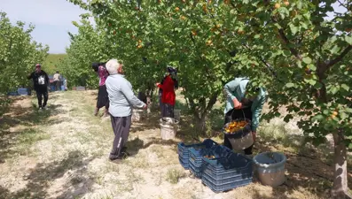 Mikado ve matador cinsi tezgahlardaki yerini aldı. Kilosu 250 TL