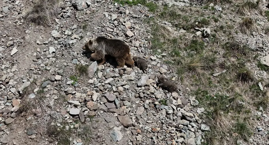 Erzurum Oltu'da bozayı iki yavrusuyla görüntülendi