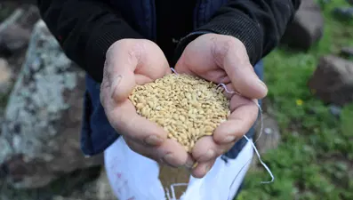 Kilosu 350 TL’ye kadar çıkıyor, tohumunun tonu ise tam 140 bin lira. 7 yılda bir ekilen o pirincin sırrı ne?