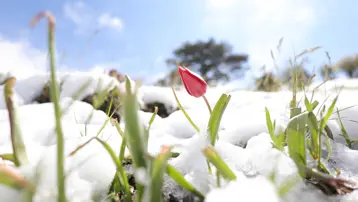 Sadece 10 gün canlı kalabiliyordu şimdi hepsi kar altında