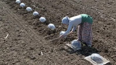Çiftçiyi en çok zorlayan ürün. Sofraya gelmesi büyük 
emek istiyor