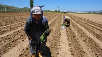 Ekimi sabah erken saatlerde başlıyor. Eskisi kadar kazandırmıyor