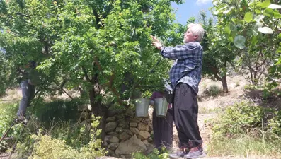 Fiyatı düşmeye başladı. "Kilosu 40 TL ile 170 TL arasında"