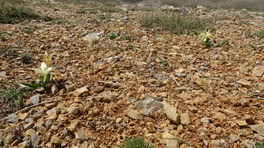 Yürüyüş yaparken tesadüfen fark etti. Koparmanın cezası yaklaşık 700 bin TL 