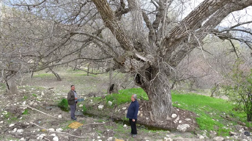 270 yıldır dimdik ayakta. 300 kilodan fazla ürün veriyor 1