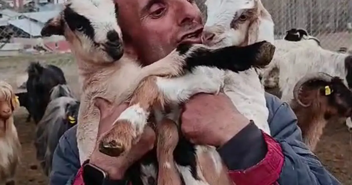 Fenomen çobanın oğlak sevgisi yürekleri ısıttı