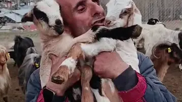 Fenomen çobanın oğlak sevgisi yürekleri ısıttı