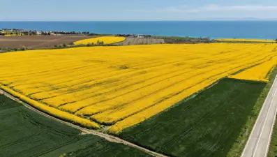 Tekirdağ'da sarı bahar. Doğa yeniden canlandı