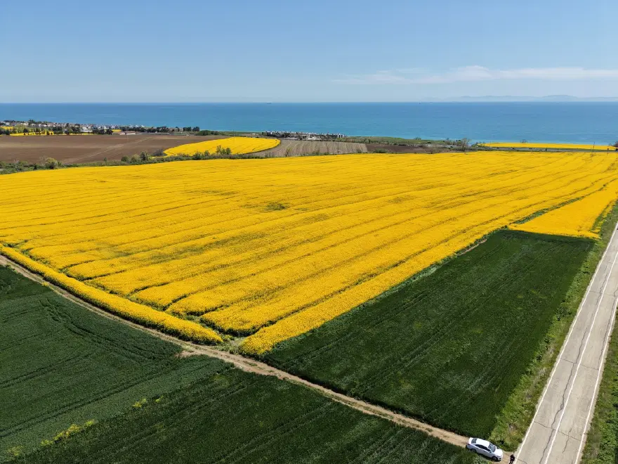 Tekirdağ'da sarı bahar. Doğa yeniden canlandı 
