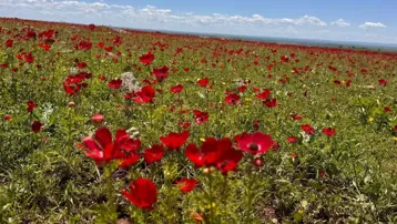 Yoldan geçenler durup topluyor. Kandamlası kırmızıya boyadı