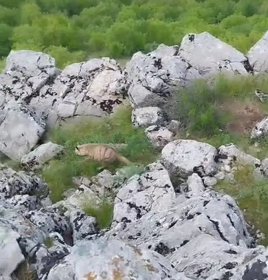 Tarlasına giderken karşılaştı, telefona sarıldı. O canlı aslında koruma altındaki en nadir türlerden biri 2 Tarlasına giderken karşılaştı, telefona sarıldı. O canlı aslında koruma altındaki en nadir türlerden biri 2