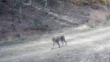 Ormanın hayaleti olarak biliniyor. Türkiye'de nadir görülüyor, nesli tükenme tehlikesi altında