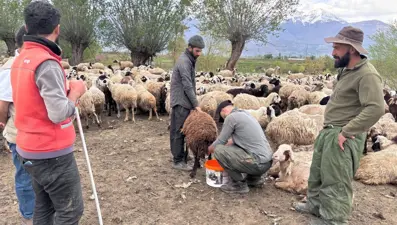 İthal çobanlar işe başladı maaşları da belli oldu