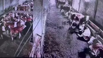 İnsanlar anlamadı, ahır bir anda karıştı. Depremi sadece onlar hissetti