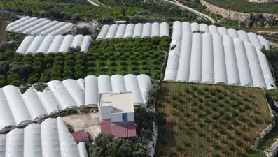 Hasat 15 gün geç başladı. Kilosu 250 TL