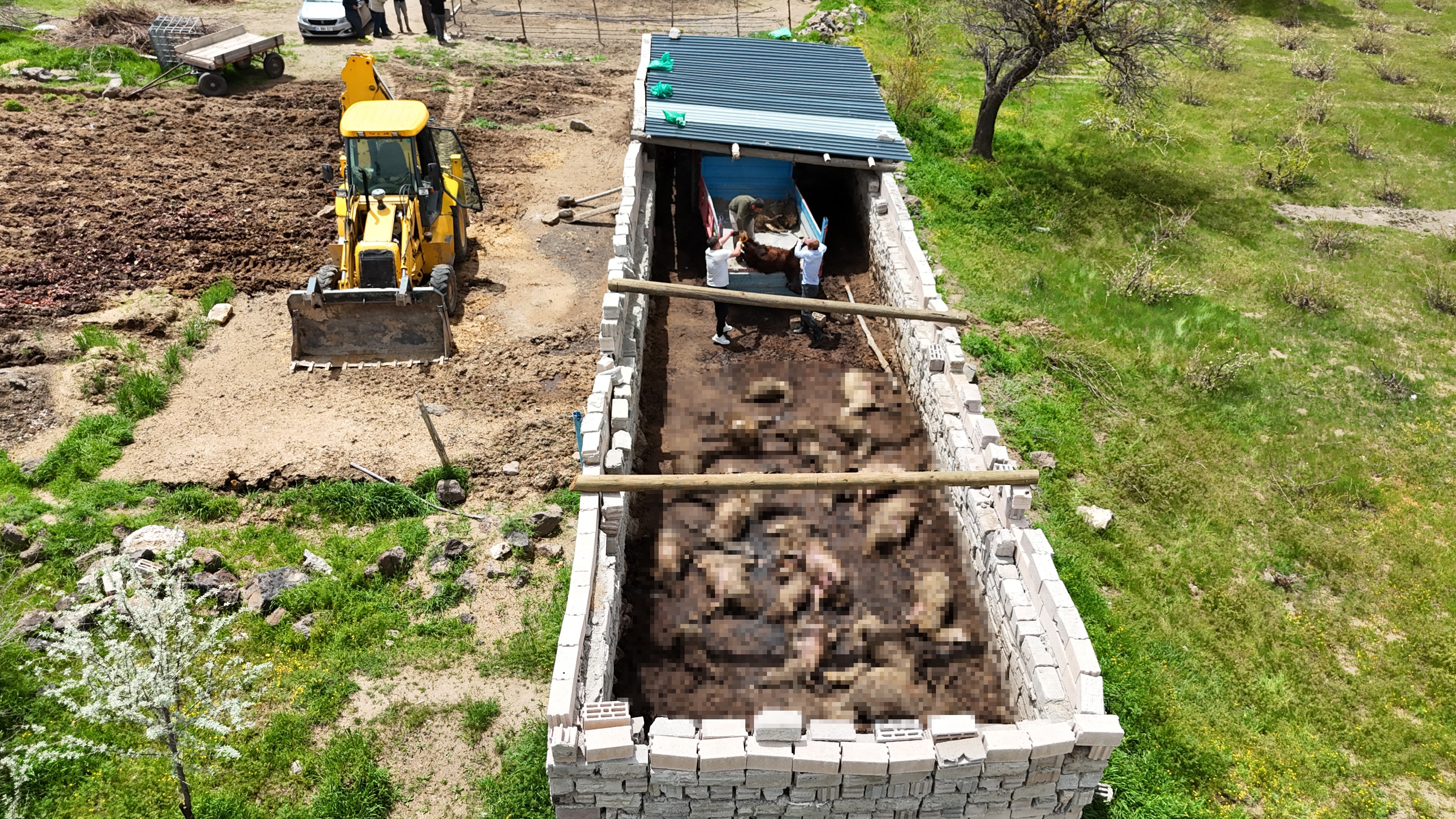 Kurbanlıklar telef oldu! Kurtlar ağıla daldı, 40 koyun öldü
