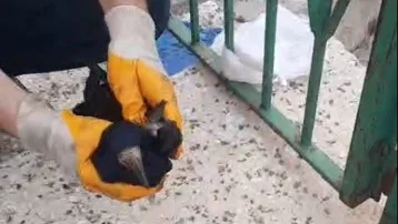 Poşete dolanan kargayı baba ve oğlu kurtardı