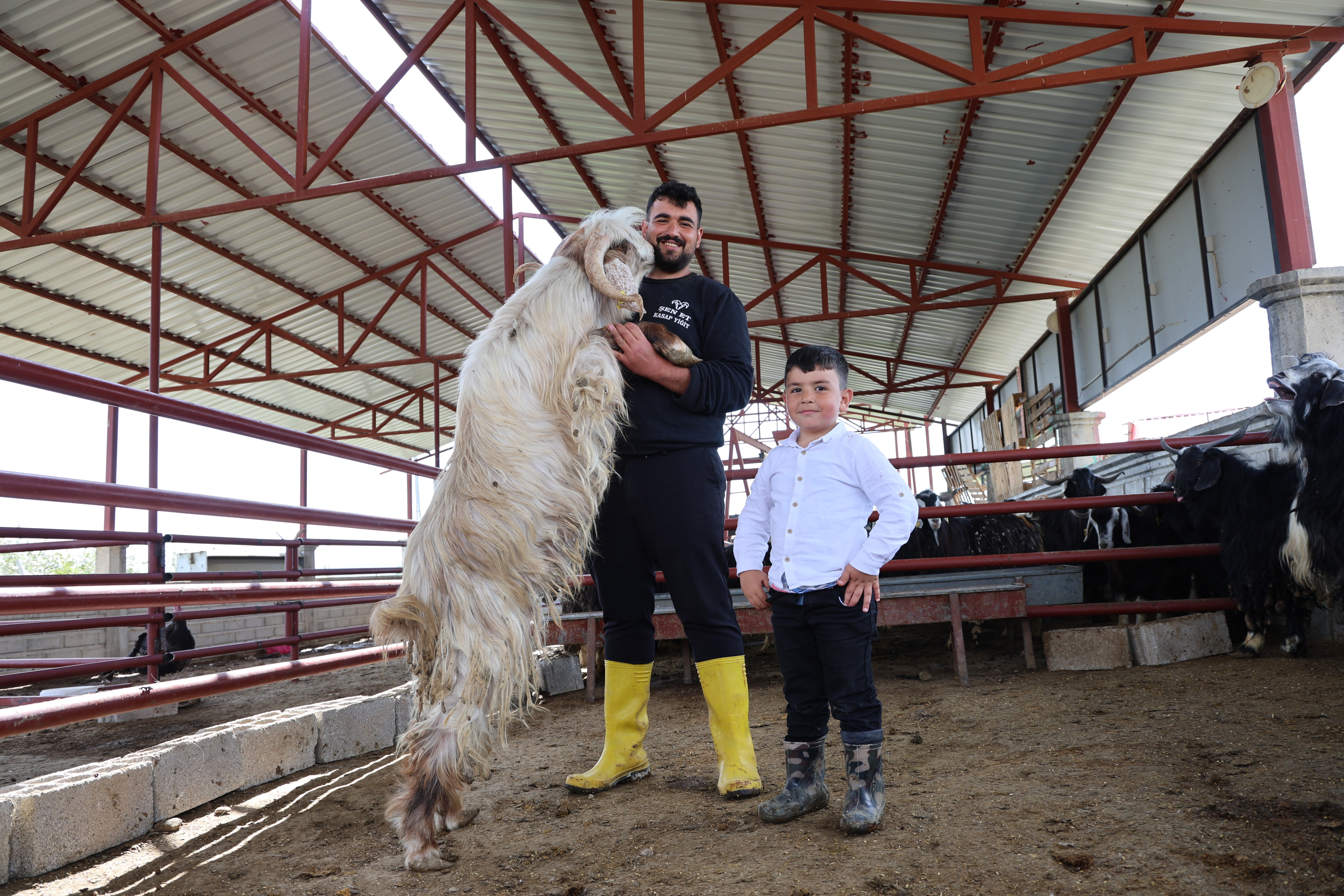 Tam 140 kilogram. Dev keçi bayram öncesi sahibini bekliyor