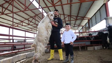 Tam 140 kilogram. Dev keçi bayram öncesi sahibini bekliyor