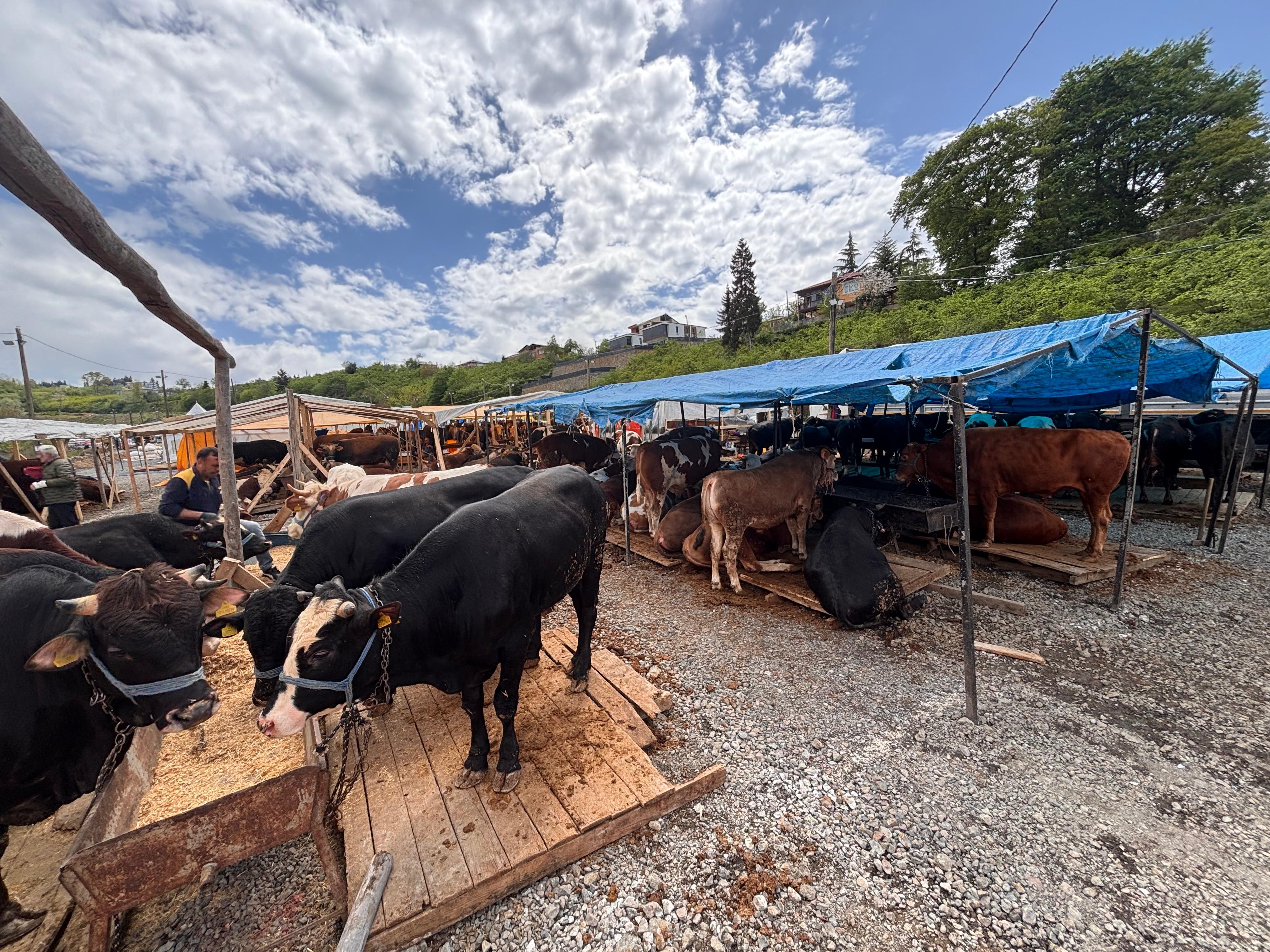 Kilosu tam 1 ton. Kurbalık pazarında dev boğa ilgi odağı oldu